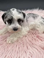 Queenie, a female Miniature Schnauzer for sale in Revere, MO – Photo 7 of 10