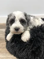 Queenie, a female Miniature Schnauzer for sale in Revere, MO – Photo 1 of 10