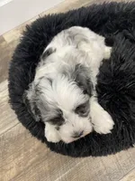 Queenie, a female Miniature Schnauzer for sale in Revere, MO – Photo 10 of 10