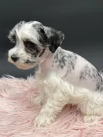 Queenie, a female Miniature Schnauzer for sale in Revere, MO – Photo 5 of 10