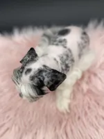 Queenie, a female Miniature Schnauzer for sale in Revere, MO – Photo 8 of 10