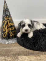 Queenie, a female Miniature Schnauzer for sale in Revere, MO – Photo 9 of 10