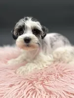 Queenie, a female Miniature Schnauzer for sale in Revere, MO – Photo 4 of 10