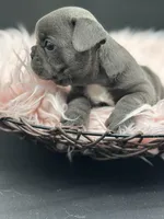Jade, a female French Bulldog for sale in Revere, MO – 2 of 3