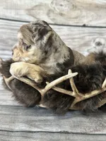Hedi, a female Miniature Schnauzer for sale in Revere, MO – 4 of 4