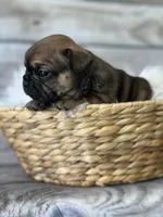 Hazel, a female French Bulldog for sale in Revere, MO – 2 of 2