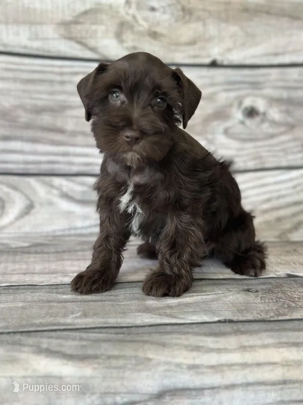 Evan – Miniature Schnauzer puppy for sale in Revere, MO