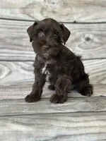 Evan, a male Miniature Schnauzer for sale in Revere, MO – 3 of 5