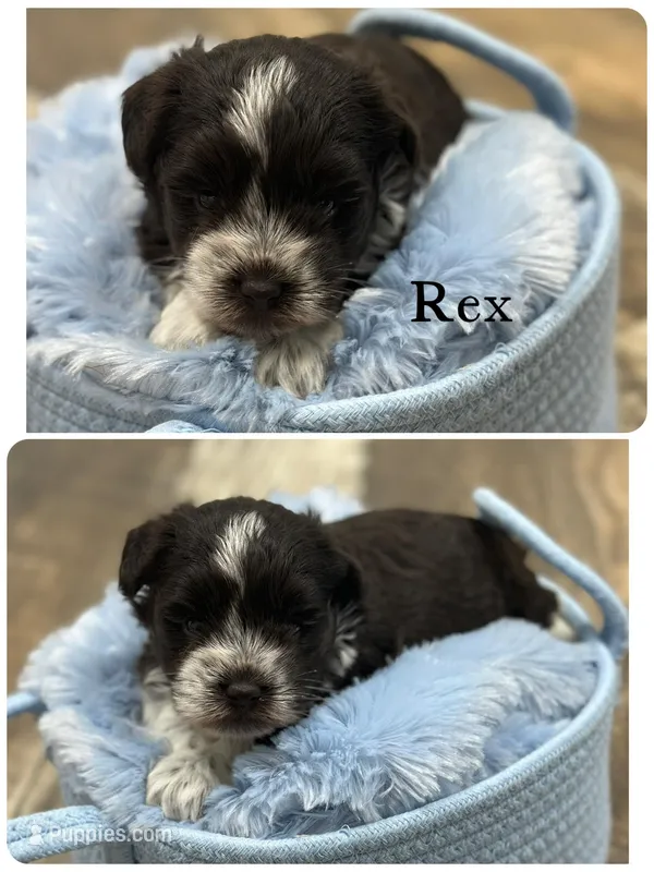 Rex – Miniature Schnauzer puppy for sale in Revere, MO