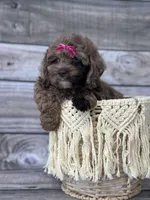 Luna, a female Cockapoo for sale in Revere, MO – 4 of 6