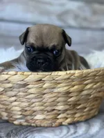 Tank, a male French Bulldog for sale in Revere, MO – 1 of 2