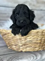 Ace, a male Cockapoo for sale in Revere, MO – 2 of 2