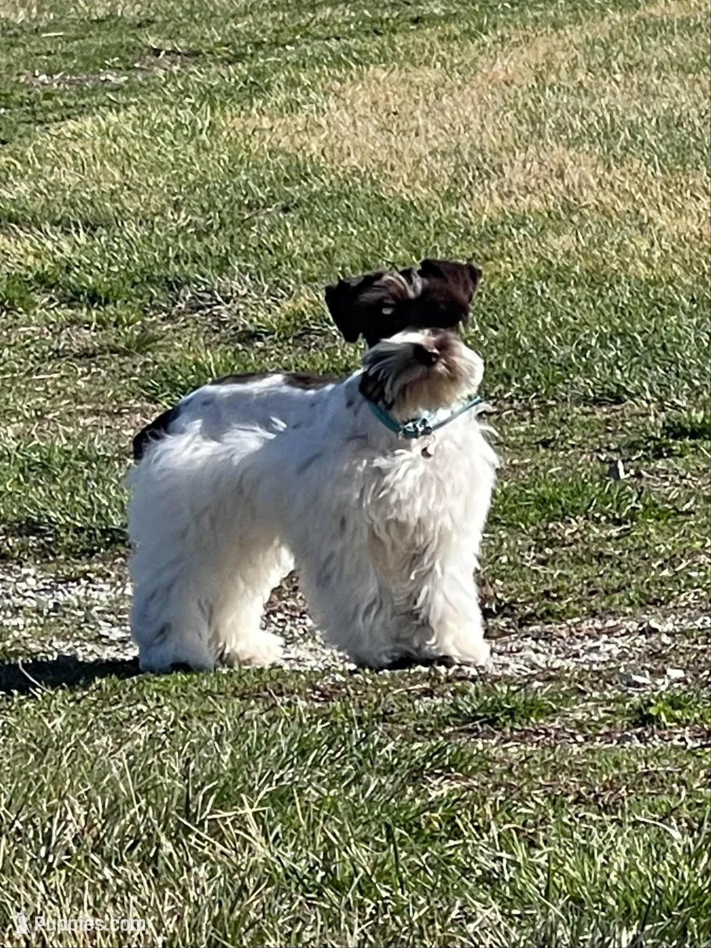 Hugo – Miniature Schnauzer puppy for sale in Revere, MO