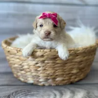 Suki, a female Schnoodle for sale in Revere, MO – 2 of 2