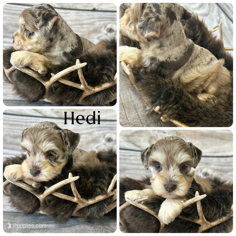 Hedi – Miniature Schnauzer puppy for sale in Revere, MO