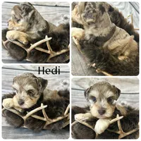 Hedi, a female Miniature Schnauzer for sale in Revere, MO – 1 of 4