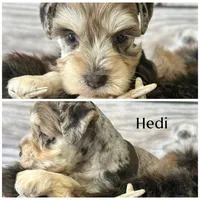Hedi, a female Miniature Schnauzer for sale in Revere, MO – 2 of 4