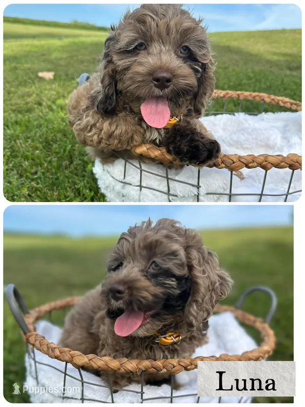 Luna – Cockapoo puppy for sale in Revere, MO
