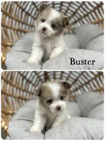 Buster, a male Pomapoo for sale in Revere, MO – 4 of 5