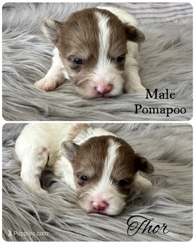 Thor – Pomapoo puppy for sale in Revere, MO