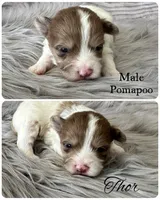 Thor, a male Pomapoo for sale in Revere, MO – 1 of 1