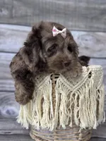 Bella, a female Cockapoo for sale in Revere, MO – 4 of 6