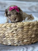 Izzy, a female Poodle - Miniature  for sale in Revere, MO – 2 of 2