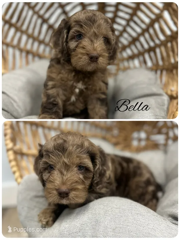 Bella – Cockapoo puppy for sale in Revere, MO