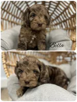 Bella, a female Cockapoo for sale in Revere, MO – 1 of 2