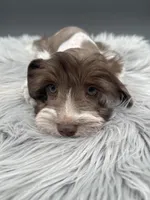 Rocky, a male Miniature Schnauzer for sale in Revere, MO – Photo 1 of 3