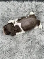 Rocky, a male Miniature Schnauzer for sale in Revere, MO – Photo 3 of 3