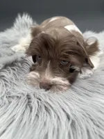 Rocky, a male Miniature Schnauzer for sale in Revere, MO – Photo 2 of 3