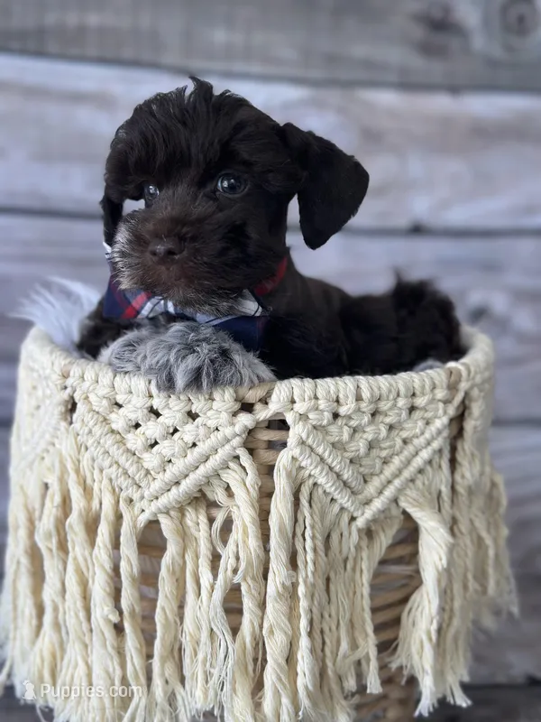Remington – Miniature Schnauzer puppy for sale in Revere, MO