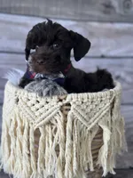 Remington, a male Miniature Schnauzer for sale in Revere, MO – 3 of 5