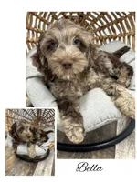 Bella, a female Cockapoo for sale in Revere, MO – 1 of 6