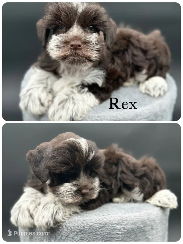 Rex – Miniature Schnauzer puppy for sale in Revere, MO