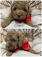 Cooper, a male Cockapoo for sale in Revere, MO – 1 of 2