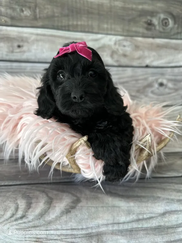 Vivian – Cockapoo puppy for sale in Revere, MO