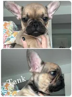 Tank, a male French Bulldog for sale in Revere, MO – 2 of 7