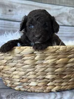 Romeo, a male Poodle - Miniature  for sale in Revere, MO – 2 of 2