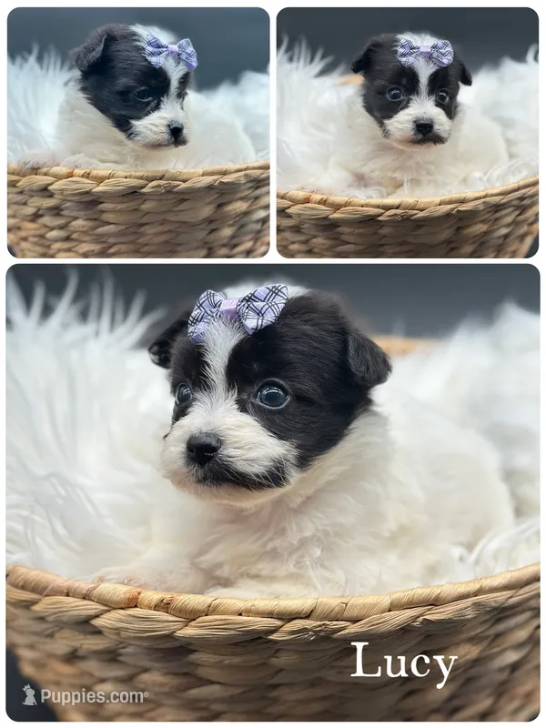Lucy – Pomapoo puppy for sale in Revere, MO