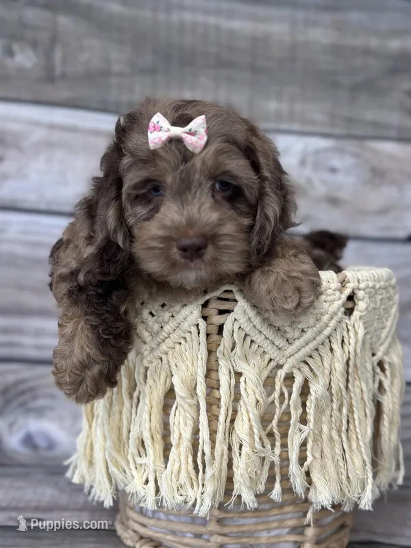Bella – Cockapoo puppy for sale in Revere, MO