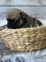 Tank, a male French Bulldog for sale in Revere, MO – 2 of 2