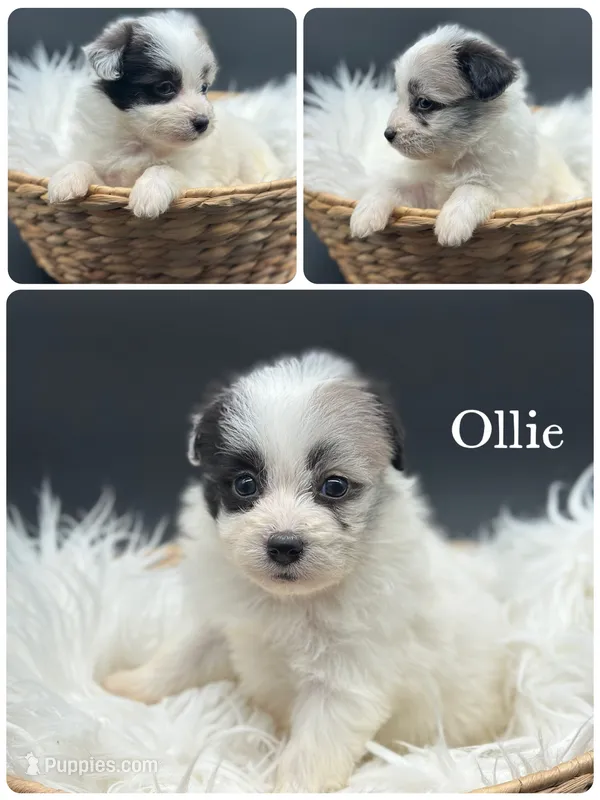 Ollie – Pomapoo puppy for sale in Revere, MO