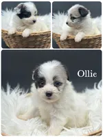 Ollie, a male Pomapoo for sale in Revere, MO – 2 of 3