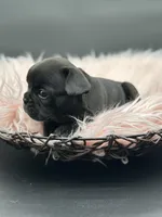 Raven, a female French Bulldog for sale in Revere, MO – 3 of 3