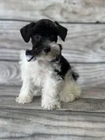 Owen, a male Miniature Schnauzer for sale in Revere, MO – 4 of 5