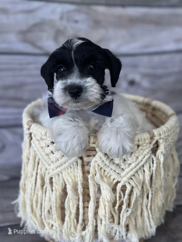 Ash – Miniature Schnauzer puppy for sale in Revere, MO