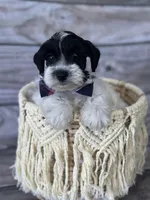 Ash, a male Miniature Schnauzer for sale in Revere, MO – 3 of 5