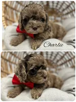 Charlie, a male Cockapoo for sale in Revere, MO – 1 of 2